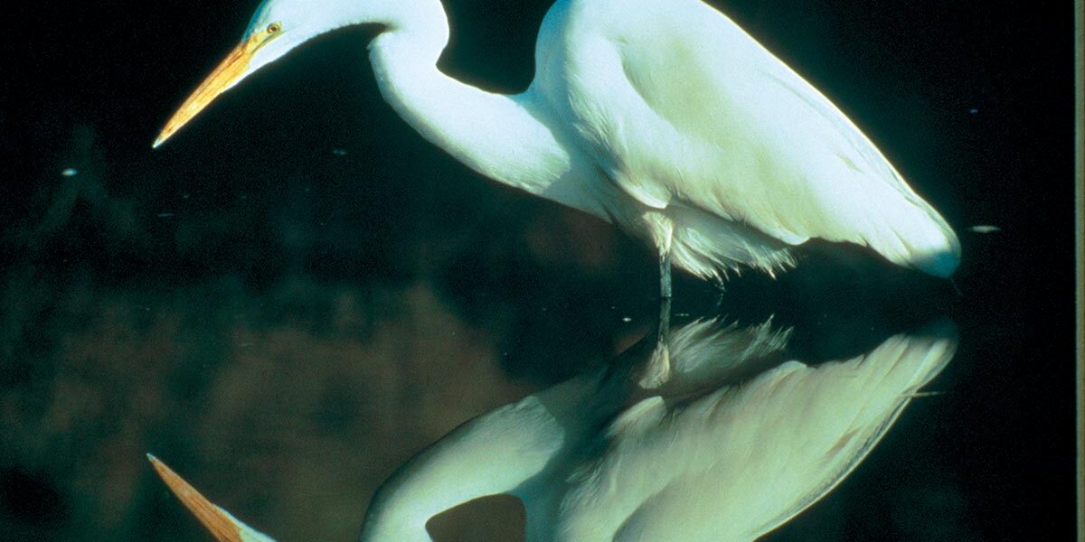 田里的访客 田里的访客