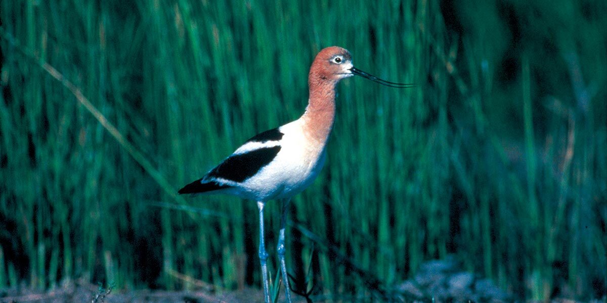 农田访客 农田访客