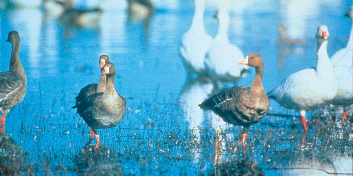 太平洋候鸟的栖息地－加州稻田