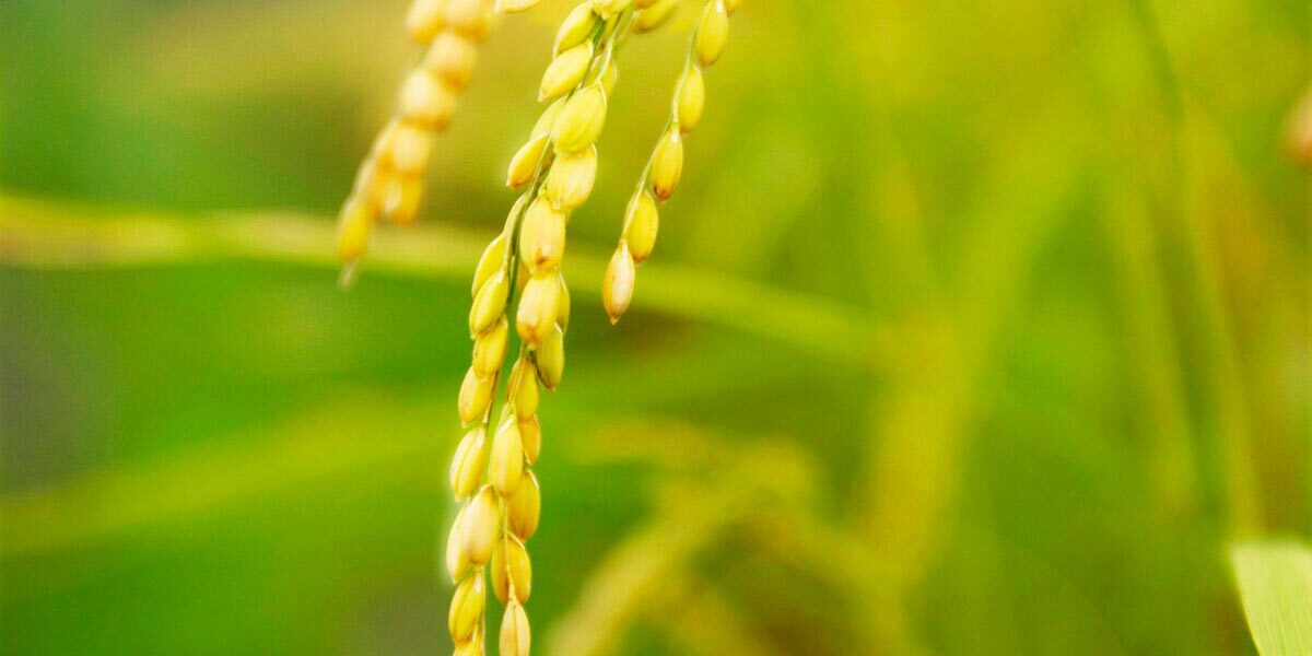 无污染的大自然赠礼 来自美国大地 无污染的大自然赠礼 来自美国大地