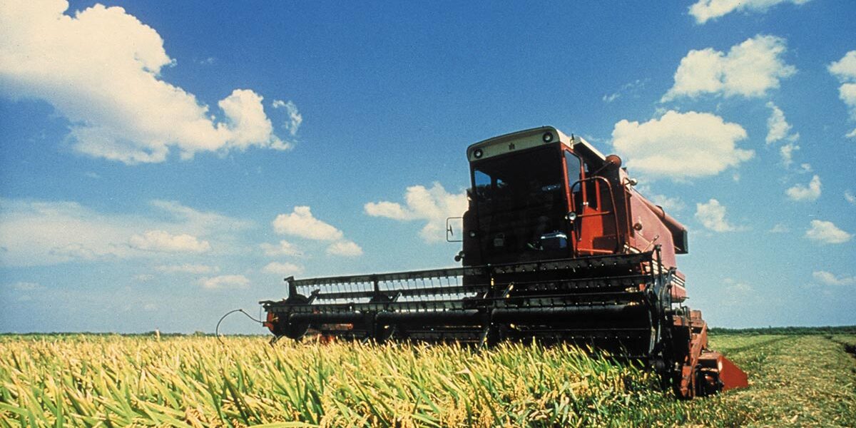 大自然的赠礼－加州稻米