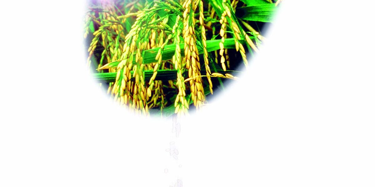 美国稻米的用心与承诺