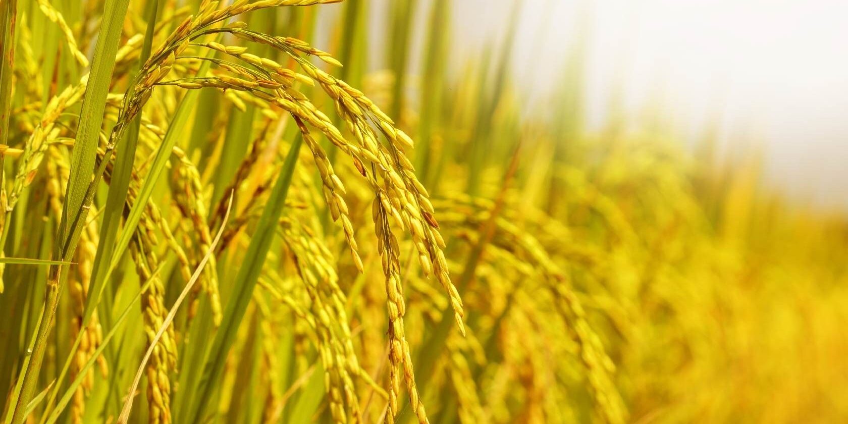 美国农业部全球稻米展望每月报告 美国农业部全球稻米展望每月报告